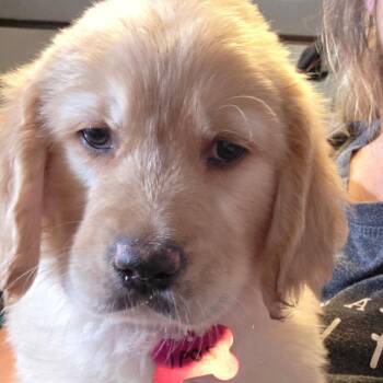 Golden Retriever and Poodle Dogs Available for Adoption in Goltry, Oklahoma - 2g Pink | PetCurious