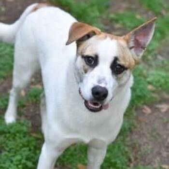 Husky and Labrador Retriever Dogs Available for Adoption - Sammy (Matagorda Boys) | PetCurious