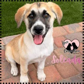 Anatolian Shepherd Dogs Available for Adoption - Soleada | PetCurious