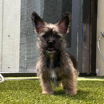 Maitrix 9244 -  Schnauzer and Mixed Breed Dog for Adoption in Loxahatchee Groves, Florida - Maitrix 9244 | PetCurious