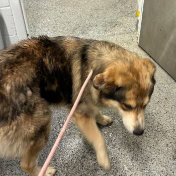 Briar -  Mixed Breed Dog for Adoption in Jeffersonville, Indiana - Briar | PetCurious