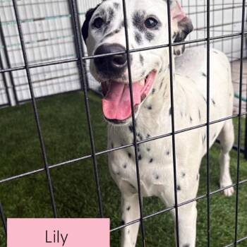 Lily -  Dalmatian Dog for Adoption in Tampa, Florida - Lily | PetCurious