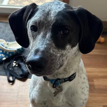 Walter -  Bluetick Coonhound and Mixed Breed Dog for Adoption in Indianapolis, Indiana - Walter | PetCurious