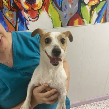 Rescue Chihuahua Dogs for Adoption in Northbrook, Illinois - Barbie | PetCurious