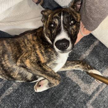 Boxer Dogs Available for Adoption in San Diego, California - Ranger | PetCurious
