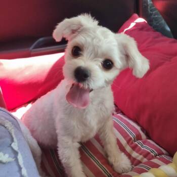 CREAMY" -  Maltipoo Dog for Adoption in Springfield, Virginia - CREAMY" | PetCurious