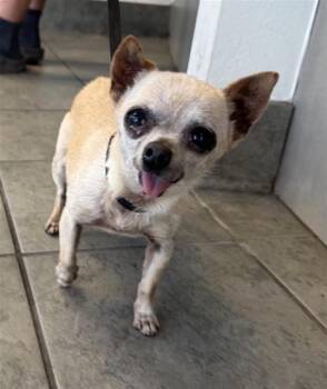Chihuahua Dogs Available for Adoption in San Antonio, Texas - BERTHA | PetCurious