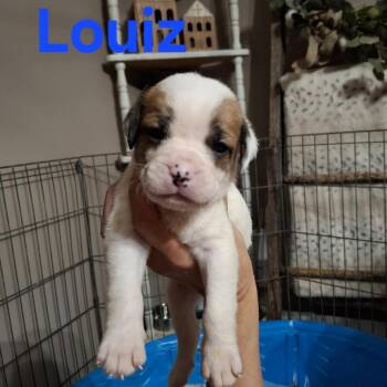 Louiz -  English Bulldog and Mixed Breed Dog for Adoption in Wadena, Minnesota - Louiz | PetCurious