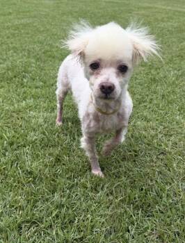Rags -  Poodle Dog for Adoption in Douglas, Georgia - Rags | PetCurious