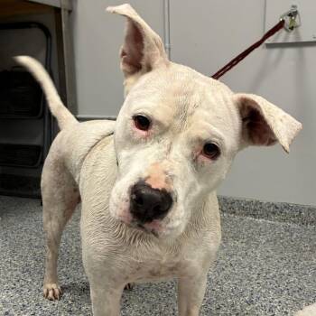 Mally -  Mixed Breed Dog for Adoption in Greenville, South Carolina - Mally | PetCurious