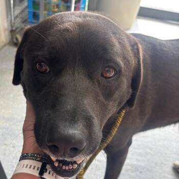Herbie the Love Bug -  Chocolate Labrador Retriever and Mixed Breed Dog Available for Adoption in Blairsville, Georgia - Herbie The Love Bug | PetCurious