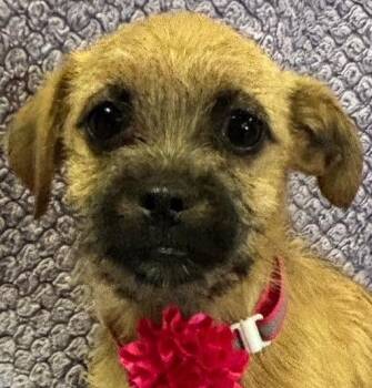 Rescue Poodle and French Bulldog Dogs for Adoption in Lodi, California - Abby | PetCurious