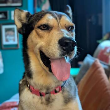 Rocky (in California) -  German Shepherd Dog and Mixed Breed Dog for Adoption in Abbotsford, British Columbia - Rocky (in California) | PetCurious