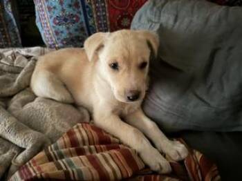 Lucy -  Mixed Breed Dog for Adoption in Longmont, Colorado - Lucy | PetCurious