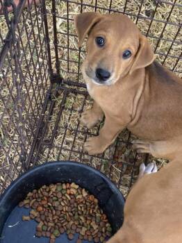 BARNEY -  Mixed Breed Dog for Adoption in Dallas, Texas - BARNEY | PetCurious