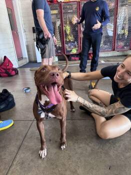 Kayda -  Labrador Retriever and Pit Bull Terrier Dog for Adoption in Austin, Texas - Kayda | PetCurious