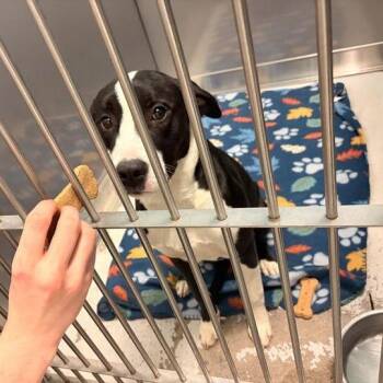 Mixed Breed Dogs Available for Adoption - Space Girl | PetCurious