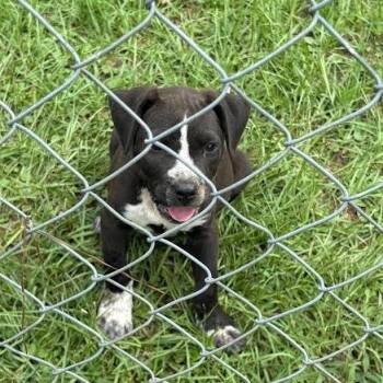 Brix -  Labrador Retriever and Mixed Breed Dog Available for Adoption in Marshall, Texas - Brix | PetCurious