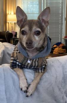 Bodie -  Chihuahua Dog for Adoption in Chattanooga, Tennessee - Bodie | PetCurious
