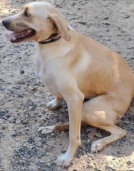 Monday -  Yellow Labrador Retriever Dog for Adoption in Mena, Arkansas - Monday | PetCurious