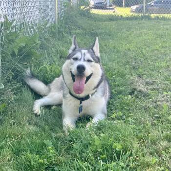 Kody -  Husky Dog for Adoption in Rocky Point, New York - Kody | PetCurious