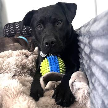 Dale Doback -  Pit Bull Terrier Dog for Adoption in Fargo, North Dakota - Dale Doback | PetCurious