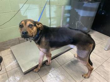 German Shepherd Dog and Mixed Breed Dogs Available for Adoption - WILBUR | PetCurious