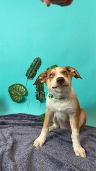 Australian Shepherd and Cattle Dog Dogs Available for Adoption in Phoenix, Arizona - Bamboo | PetCurious