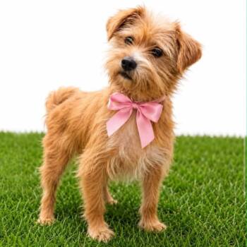 ANITA -  Terrier Dog for Adoption in Graham, Washington - ANITA | PetCurious