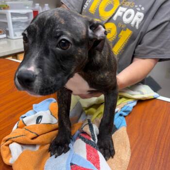 Foster will name_3 -  Mixed Breed Dog for Adoption in Bismarck, North Dakota - Foster Will Name_3 | PetCurious