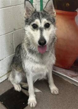 Siberian Husky and Mixed Breed Dogs Available for Adoption in San Bernardino, California - JOSETTE | PetCurious