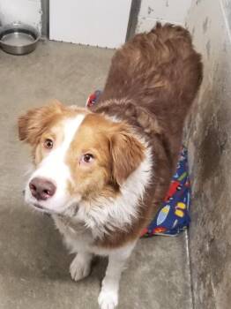 Australian Shepherd Dogs Available for Adoption in Seymour, Indiana - DEXTER | PetCurious