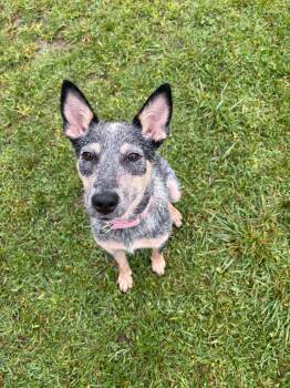 Dot -  Cattle Dog Dog for Adoption in Woodstock, Ontario - Dot | PetCurious