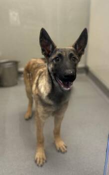 Rescue Belgian Shepherd Malinois Dogs for Adoption in Victorville, California - Gracie #0134 (811) | PetCurious