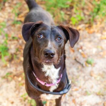 Marco -  Labrador Retriever and Mixed Breed Dog for Adoption - Marco | PetCurious