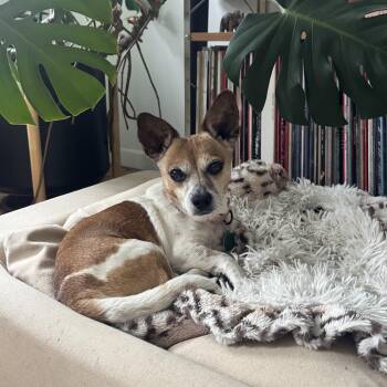 Chihuahua Dogs Available for Adoption - Lucky | PetCurious