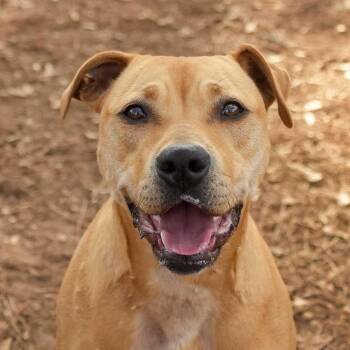 Mixed Breed Dogs Available for Adoption in Aiken, South Carolina - Summer 57671 | PetCurious