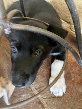 SEBASTION -  Mixed Breed Dog for Adoption in Dallas, Texas - SEBASTION | PetCurious