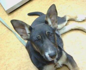 ABBY -  German Shepherd Dog and Mixed Breed Dog for Adoption in Sacramento, California - ABBY | PetCurious