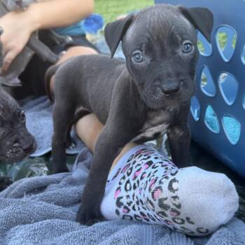 Padme -  Black Labrador Retriever and Mixed Breed Dog for Adoption in Hohenwald, Tennessee - Padme | PetCurious