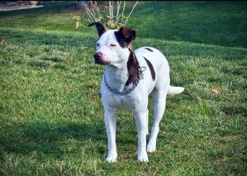 Paisley -  Terrier and Siberian Husky Dog for Adoption in Denver, Colorado - Paisley | PetCurious