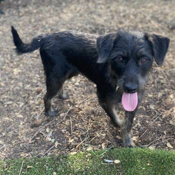 Britney Spears -  Terrier and Poodle Dog for Adoption in Escondido, California - Britney Spears | PetCurious