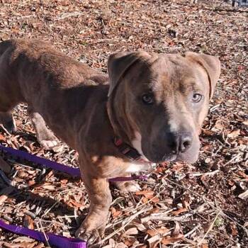 Bobo -  Mixed Breed Dog for Adoption in West Palm Beach, Florida - Bobo | PetCurious