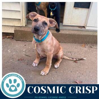 Cosmic Crisp (Apple Bobbers) 102426 -  Shepherd and Cattle Dog Dog for Adoption in Kimberton, Pennsylvania - Cosmic Crisp (Apple Bobbers) 102426 | PetCurious