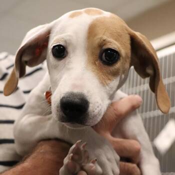 R163902 Spot -  Beagle and Mixed Breed Dog for Adoption in Port Washington, New York - R163902 Spot | PetCurious