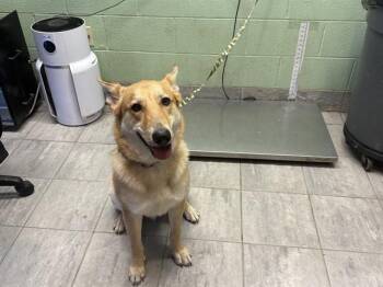 AXEL -  German Shepherd Dog and Mixed Breed Dog for Adoption in Grand Prairie, Texas - AXEL | PetCurious
