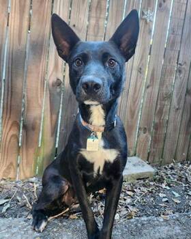 Rescue Shepherd and Retriever Dogs for Adoption in Lake Wylie, South Carolina - Clara | PetCurious