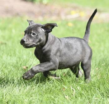 Pit Bull Terrier Dogs Available for Adoption in Mechanicsburg, Pennsylvania - Porter | PetCurious