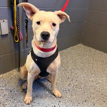 Terrier Dogs Available for Adoption in Tuscaloosa, Alabama - TUSC-Stray-84240 | PetCurious