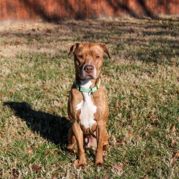 Benelli -  Pit Bull Terrier Dog for Adoption in Columbia, Missouri - Benelli | PetCurious